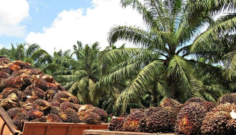 Ucayali lidera producción de palma aceitera en el país