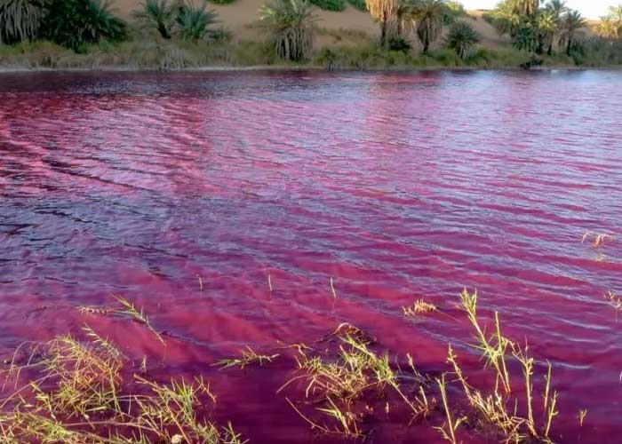 El río Nilo se tiñó de rojo ¿Porqué se dio este fenómeno? 