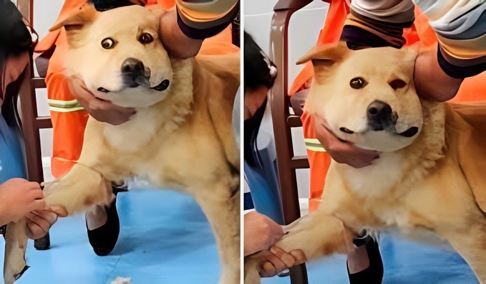 Un adorable perrito muestra su rostro de pánico