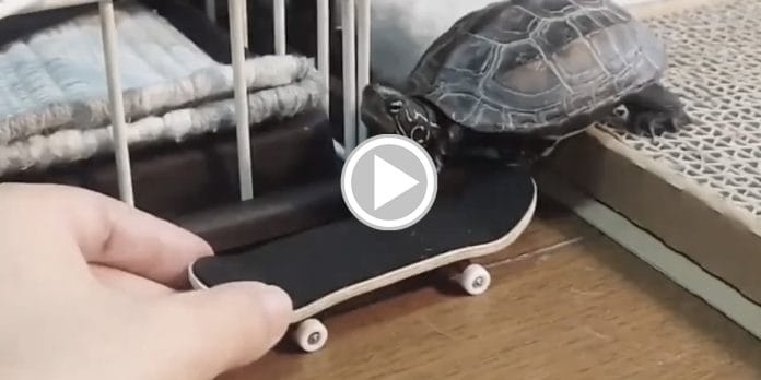 Motelo sorprende al utilizar Skey para movilizarse más rápido