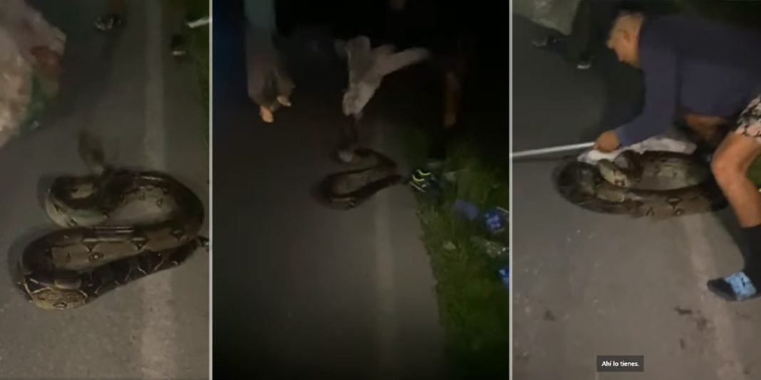 Hallan enorme serpiente en plena carretera Tingo María-Huánuco