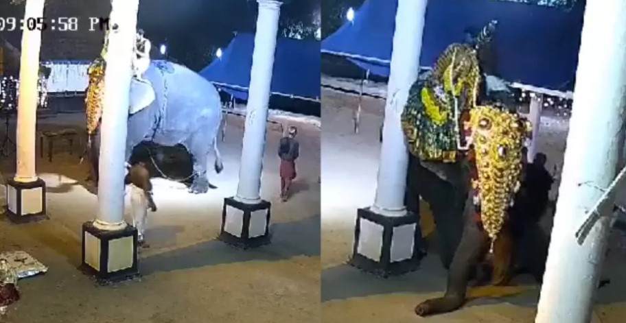 INDIA: Hombre muere pisoteado por elefante durante preparativos para un festival