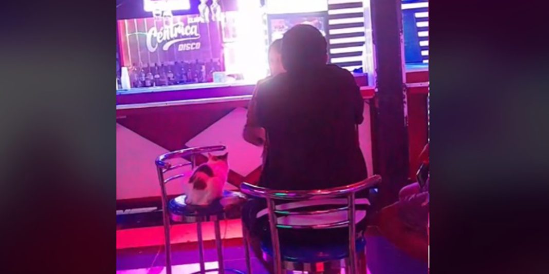 Ayacucho: Joven peruana lleva a su gato a la discoteca