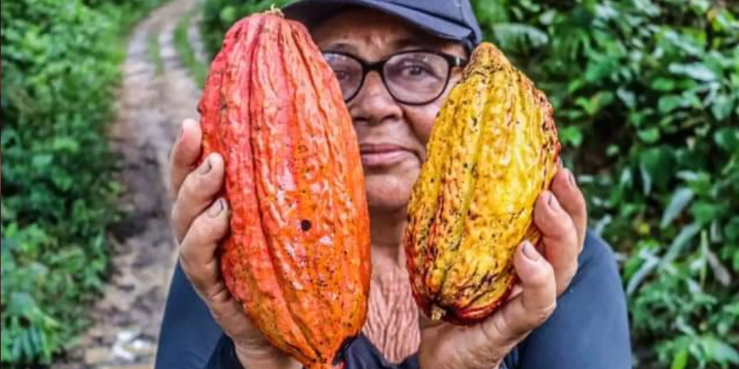 Cooperativa Ascah obtuvo 500 mil soles para producción de cacao