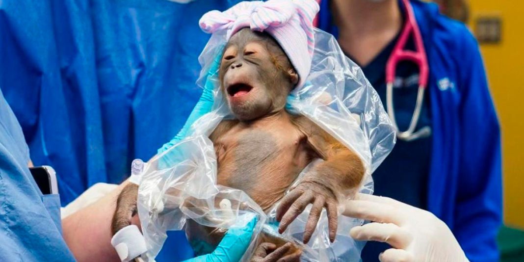 Estados Unidos: nace por cesárea orangután en peligro de extinción