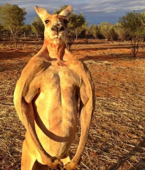 Científicos identifican tres nuevas especies de canguros antiguos, y uno medía más de 2 metros de altura