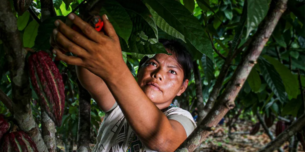 Kakataibo de Sinchi Roca recibirán S/159 mil para mejorar producción de cacao