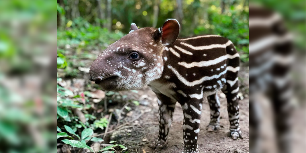 Proyecto de gas en Madre de Dios amenaza a 10 comunidades nativas