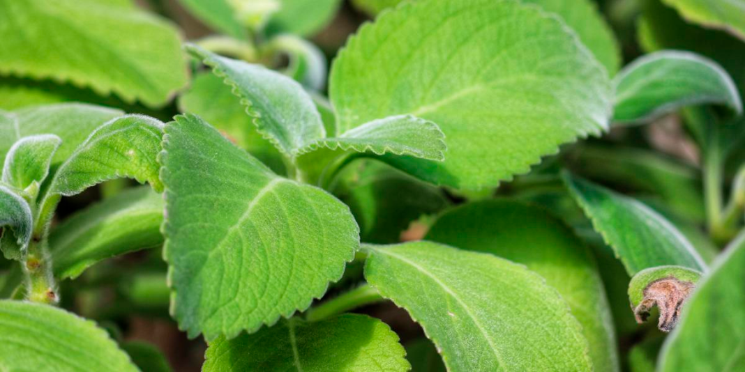 La planta que sustituye al papel higiénico en Estados Unidos y África: «Suaves y Aromáticas»