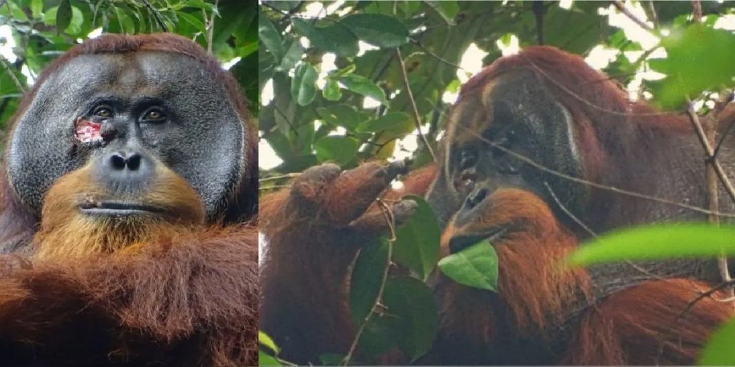 Asombroso: un orangután es el primer animal captado curándose una herida con una planta medicinal