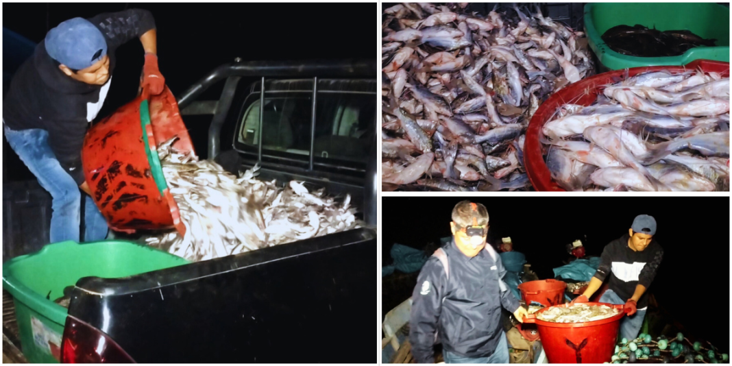 Decomisan 740 kilos de pescado en Yarinacocha