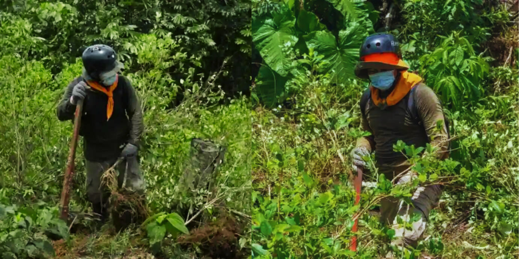 Evitan producción de 47.58 toneladas de clorhidrato de cocaina