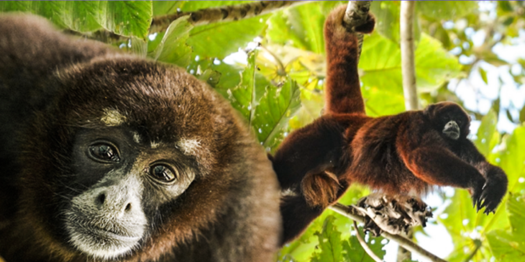 Descubren en Perú al mono que se creía extinto: conoce más sobre esta especie única