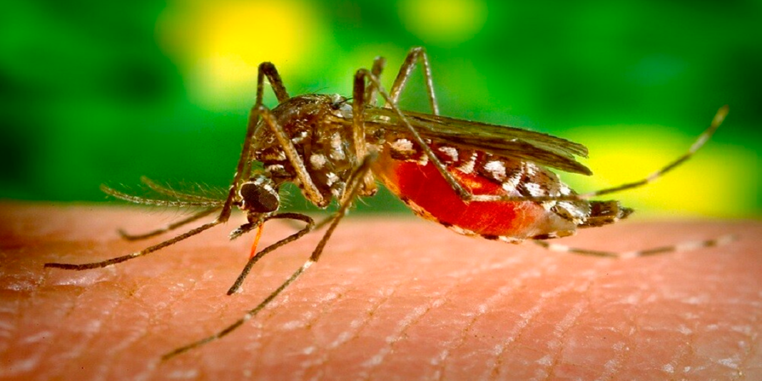 San Martín: más de 1,400 casos de dengue reportados en lo que va del 2024