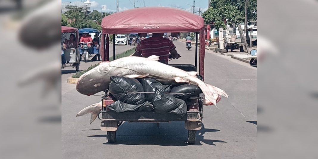 Enormes paiches son transportados por la avenida Yarinacocha