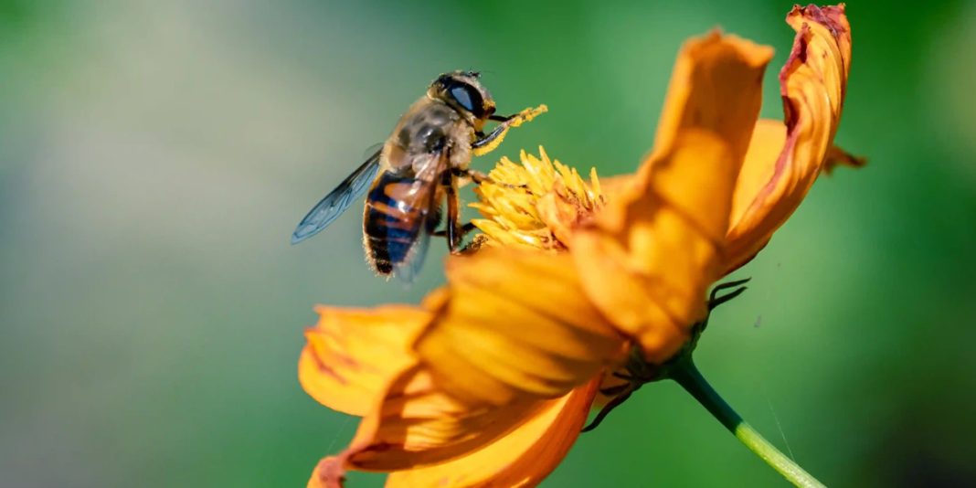 Día Mundial de las Abejas: Un Mundo sin Ellas Sería Insostenible