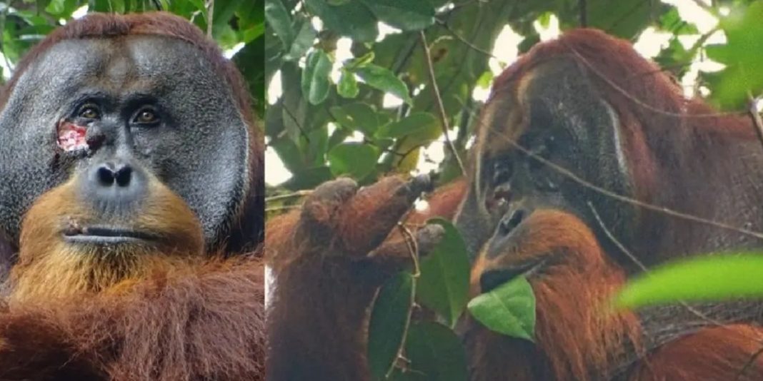 Secretos de la Selva: Orangután Sana su Herida con Plantas Medicinales