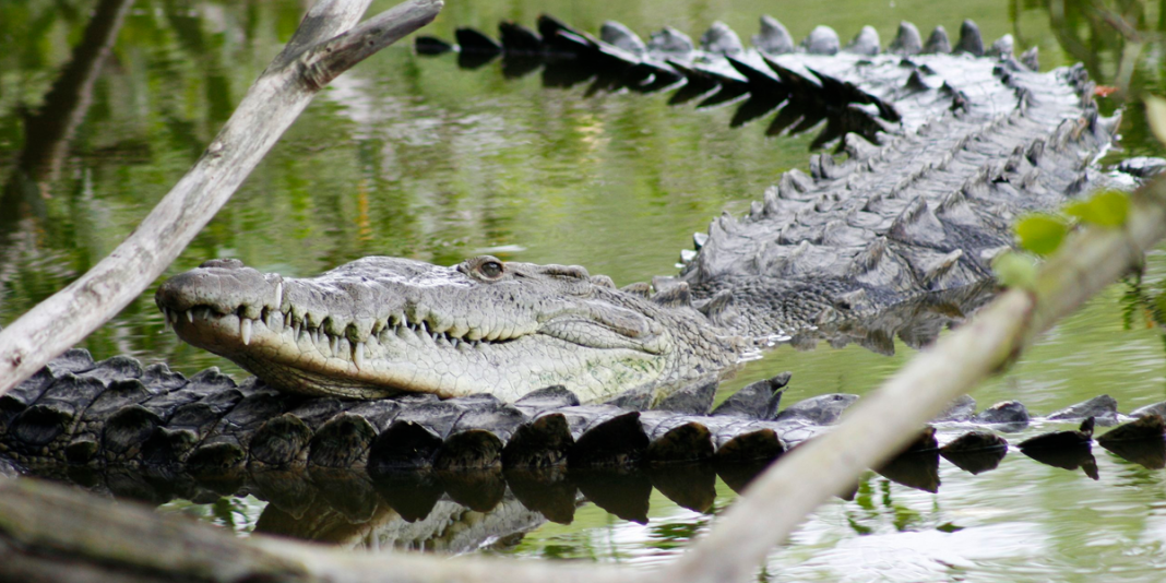 India: madre arroja a su hija a un río de cocodrilos tras discusión con su esposo