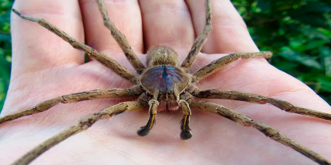 Descubren la araña más venenosa del mundo en Sudamérica: mide como la palma de una mano