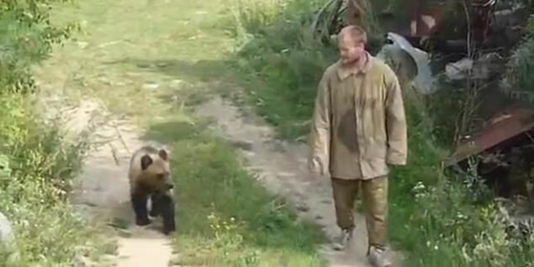 Cazador ruso fue devorado por el oso que crió desde cachorro