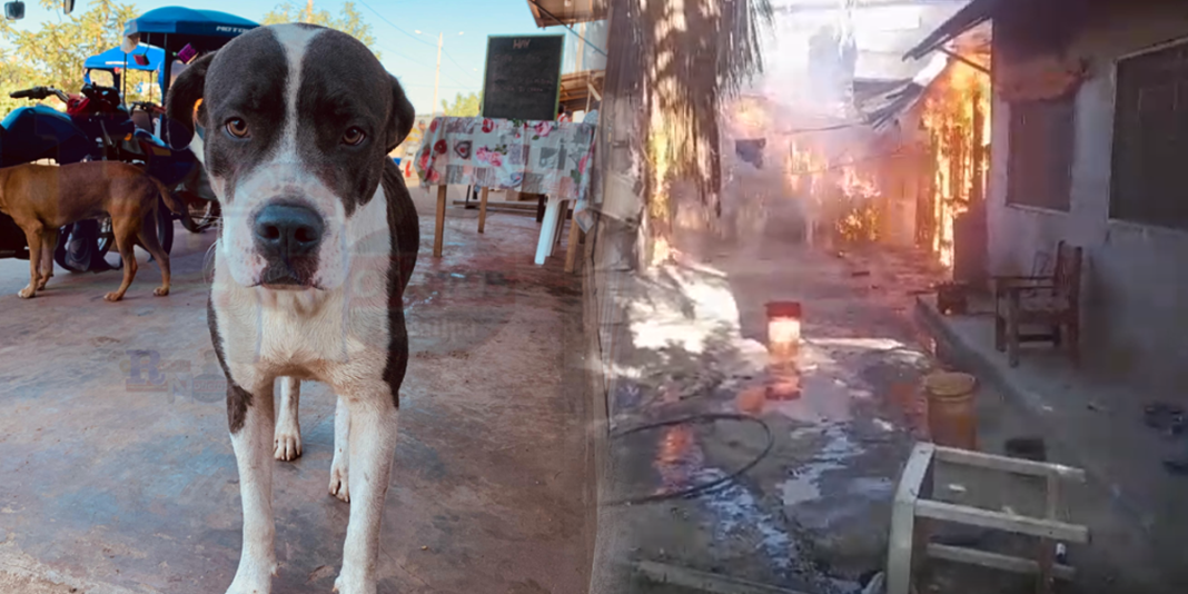 Salvan a perrito ‘Drako’ tras incendio en el kilómetro 5