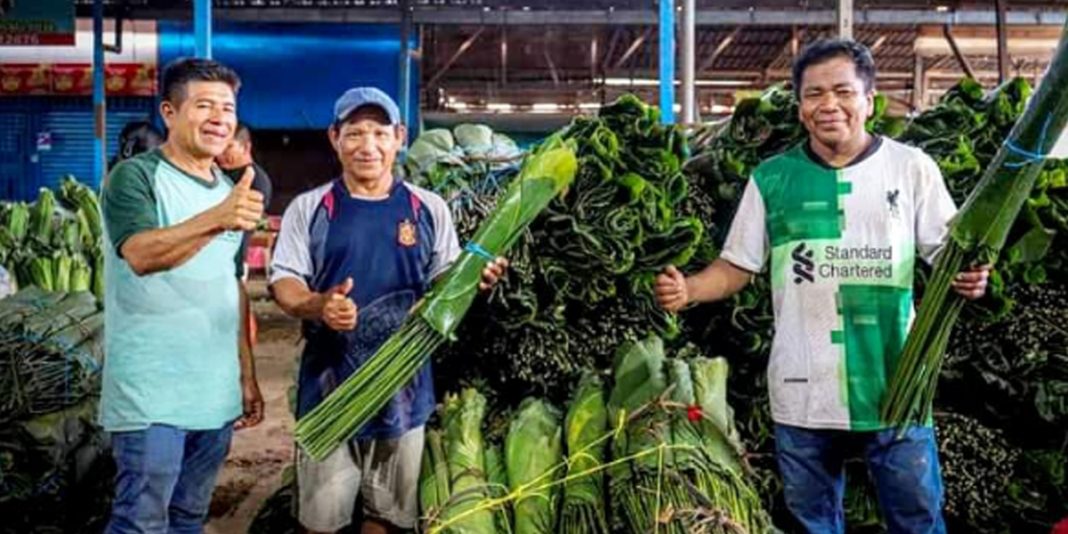 Comunidad oferta hojas de bijao que cultivan todo el tiempo