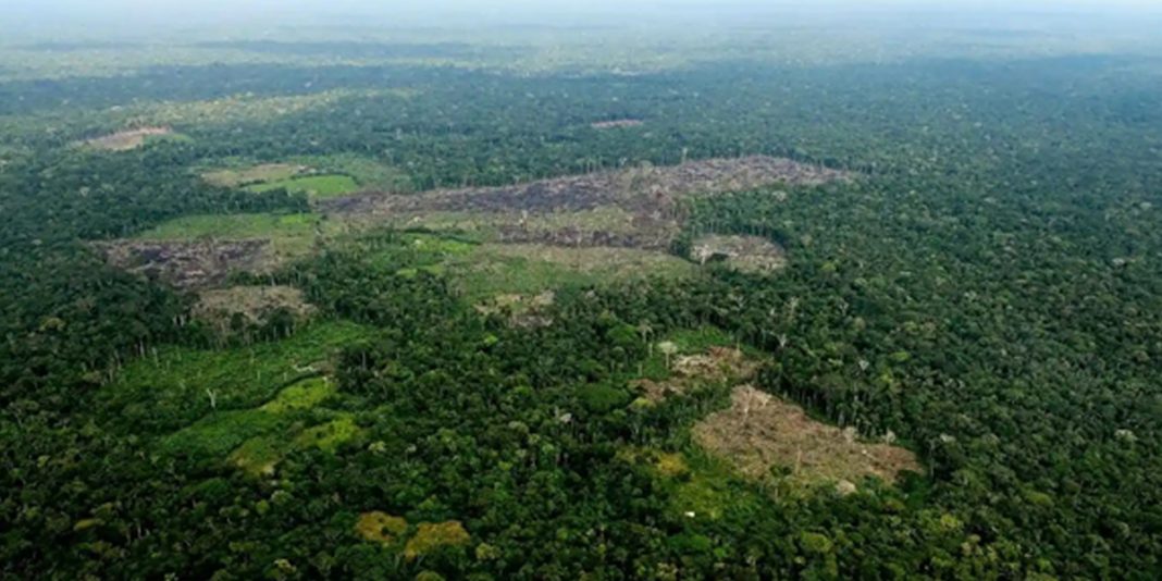 Se han perdido hasta 30% de bosques en área fronterizas por el narcotráfico