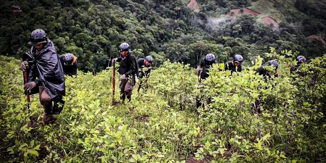 Masisea sigue siendo el distrito donde cocaleros instalaron nuevos cultivos