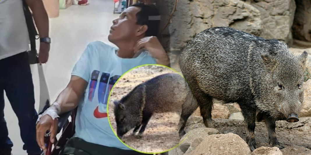 Loreto: Hombre es confundido con sajino y recibe disparo