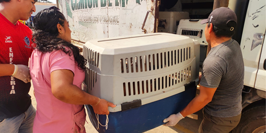 Rescatan perros abandonados en el mercado minorista del kilómetro 6