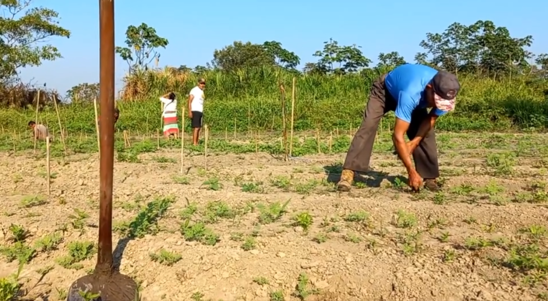 Impulsan Biohuertos y elaboración de abono orgánico en CN Santa Martha
