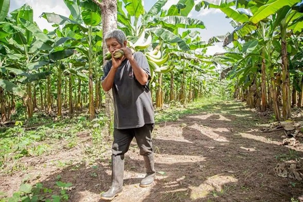El 6 y 7 de setiembre realizarán Festival del Plátano en Malecón de Aguaytía