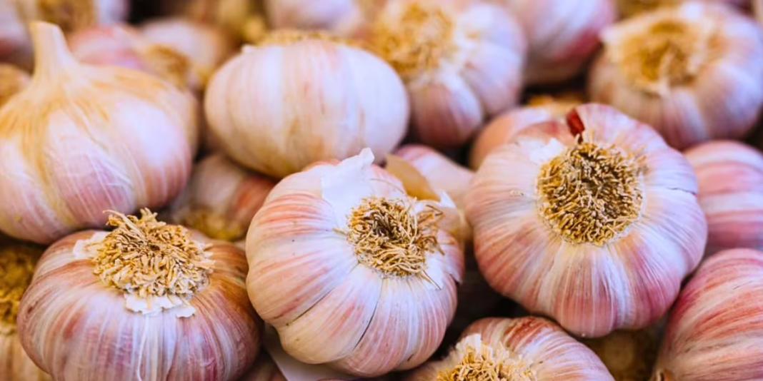 Precio del ajo alcanza niveles récord: Hasta 40 soles por Kilo