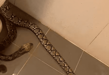 Tailandia: Hombre sufre mordedura de serpiente en los testículos mientras usaba el inodoro en Bangkok
