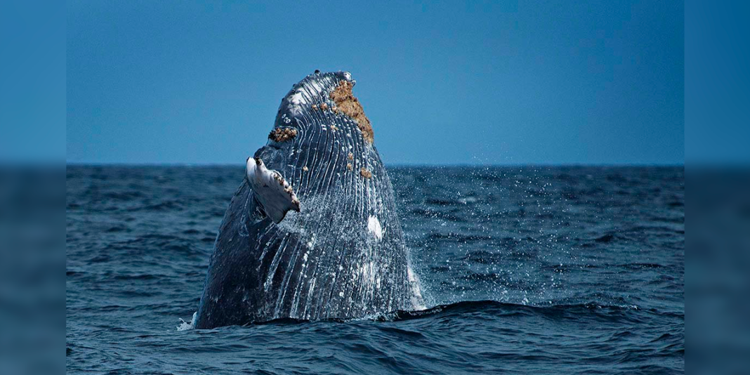 Reserva Mar Tropical de Grau resalta a nivel internacional en revista