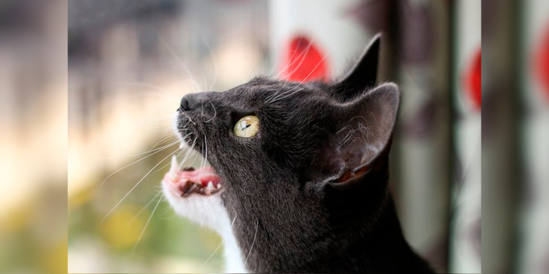 La curiosa razón detrás de los sonidos que hace tu gato al ver pájaros o presas La curiosa razón detrás de los sonidos que hace tu gato al ver pájaros o presas