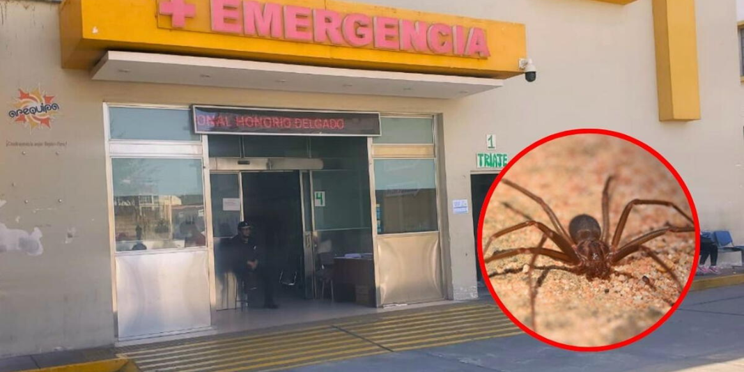 Arequipa: mujer fallece en por mordedura de araña