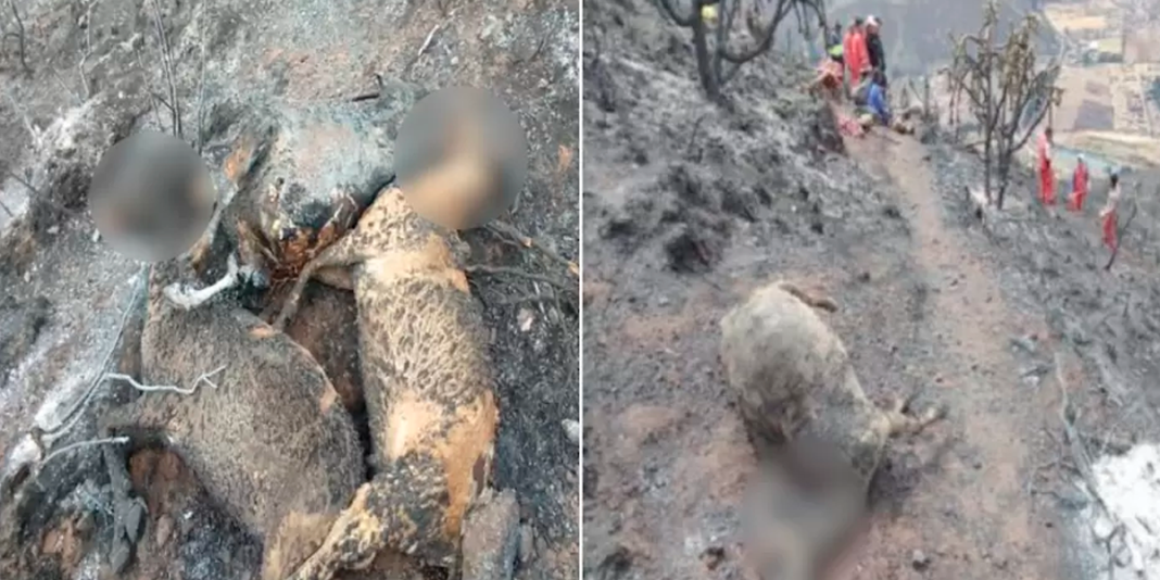 Písac: más de 25 cabras y ovejas mueren en incendio forestal