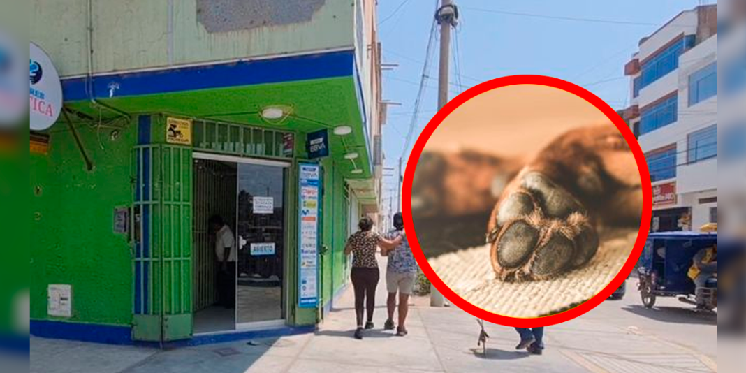 Policía de Chiclayo mata a perro de un balazo por olfatearlo