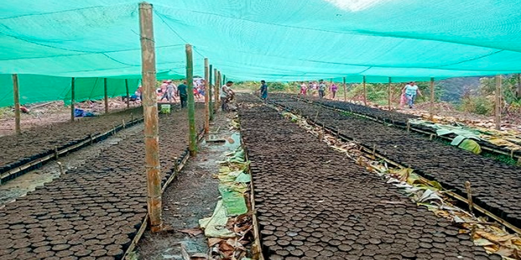 Finaliza siembra de 30 mil plantones de cacao en vivero de El Palto – Yamón Finaliza siembra de 30 mil plantones de cacao en vivero de El Palto – Yamón