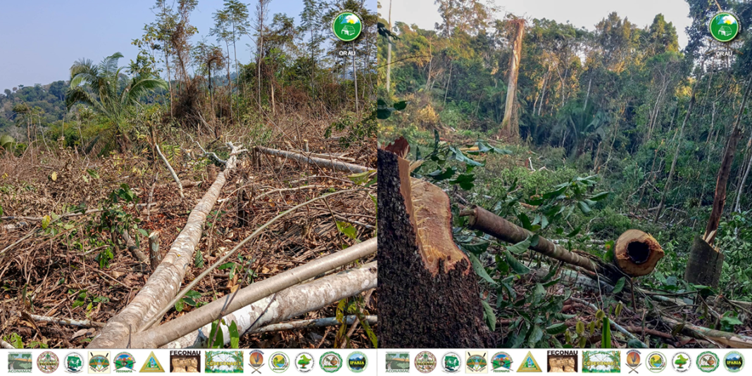 Denuncian a talador ilegal que ingresó a territorio de CN Kantash