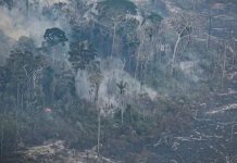 «Gobernador de Ucayali clama por el milagro de la lluvia mientras incendios forestales arrasan la región»
