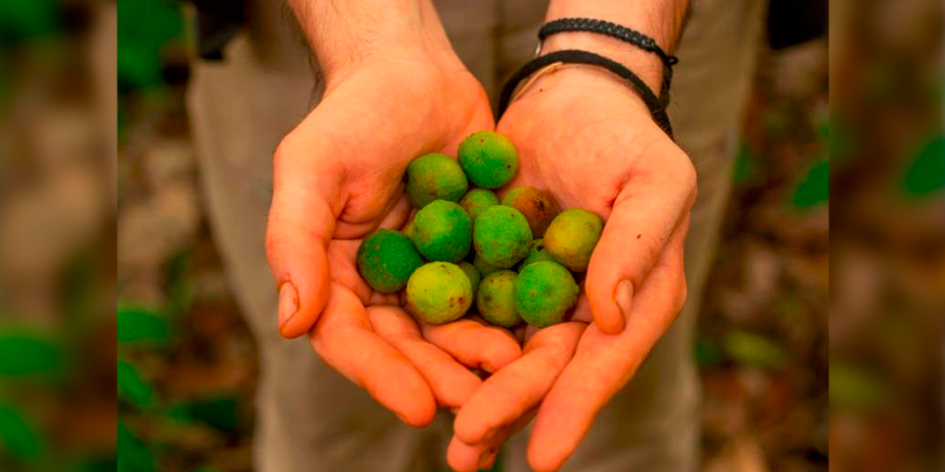 El guáimaro: un aliado natural para frenar la deforestación en la Amazonía