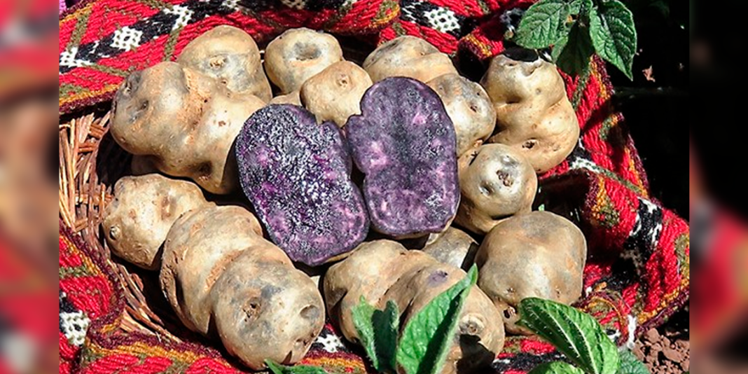 Investigadores peruanos desarrollan bioplástico sostenible a partir de papas nativas