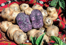 Investigadores peruanos desarrollan bioplástico sostenible a partir de papas nativas